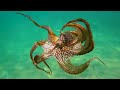 Ocean 4K - Beautiful Coral Reef Fish in Aquarium, Sea Animals for Relaxation (4K Video Ultra HD) #57