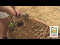 Planting in Your Straw Bale Garden