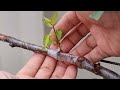 how to graft apricot on plum tree 🍃