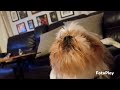 Tipperary the dog sings The National Anthem w/his Mom