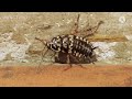 UNIQUE FACTS OF cockroaches || The Oldest Insect That Can Survive Without a Head