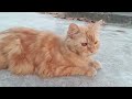 Tushu The Persian Cat 🐈#cathome #purepersian