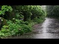 Magical Rain Sounds on a Trail put you to Sleep Quickly - Natural White Noise for Relaxation, Sleep