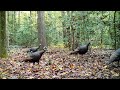 Wild Turkeys Get Mad! - Lots of yelping and purring. Please subscribe. Thanks!