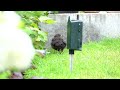 Blackbirds and Chick 1