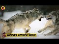 15 Merciless Wolves Brutally Attacking Their Prey