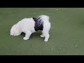 Dog interrupts Putt  Putt  Game