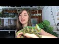 Veiled Chameleon Diet 101