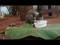 Fishing in Nairobi and Central Kenya || Barbs || Tidying up Kitchen || Bird feeding and Cats