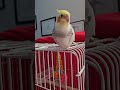 birb