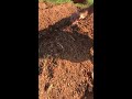 Video planting onion sets