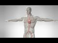 The Difference Between Cardiac Arrest, Heart Attack, and Heart Failure - 3D Animation