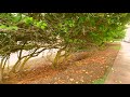 Kauai Sunset Coastal Walk Along Kapaa Shoreline (4K Binaural Audio)