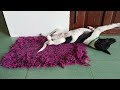 Guilty Dog and cat is so funny 😹Try Not to Laugh 🐶 2024