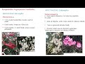 Peyzaj süs bitkileri Şanlıurfa  - Online yüksek lisans tez sunumu