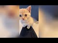 Funny Moments of Cats and Dog | Funny Video Compilation - Fails Of The Week Part 5