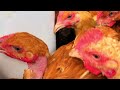 Benefits Of Aloe Vera To Your Chicken