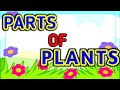 Parts of Plants - LEAF || Class-3,Science