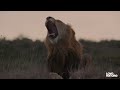 Cheetah Cubs Make First Kill as Mom Hunts Impala | Love Nature