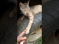 Cat Hand Shake