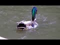 Mallard Ducks Swimming and Feeding (UK Water Birds)