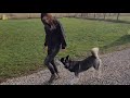 Training a Husky to HEEL