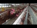 Mantap Sekali Ayam Telur Sedang Makan