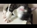 うちの猫さんたち(ルナ＆サラ＆くぅちゃん)日常