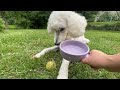 Stay Hydrated! Making Infused Water For my Dog (and Me!)