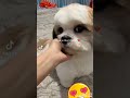 SHIHTZU CUTEST SMILE|VIRAL TIKTOK COMPILATION|LUFFY B|CHIKKADORAH