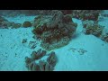 Lady Elliot Island, Great Barrier Reef.. Clownfish