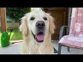 Making paw prints of my golden retriever