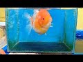 Goldfish -Sakura oranda