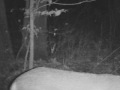 #1 Remington Ghost Deer Camera Filmed Doe Swansea Mass
