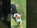 walk 2 corgi tries to pick up a basketball