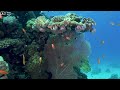 Ocean 4K - Beautiful Coral Reef Fish in Aquarium, Sea Animals for Relaxation(4K Video Ultra HD) #62