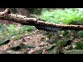 Rubber Forest Pipe Mystery [unsolved]