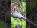 We caught an armadillo!