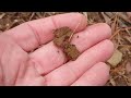 Digging deeper into Geology at Connecticut's Barndoor Hills