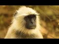 Animals of Asia 4K - Scenic Wildlife Film With Calming Music