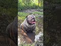 Bulldogs Play in Mud Puddles || ViralHog
