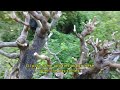 Updates On My Personal Bougainvillea Bonsais [w/ English Subtitles]