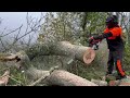 New Stihl MS661 C Chainsaw cutting Ash for Firewood