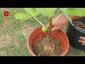 The easiest way to propagate figs and other fruits