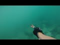 spearfishing  cuttlefish
