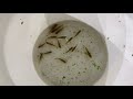 Selling HUNDREDS of Fish! What It's Like Running a Fish Breeding Business! Day in the Fish Room #33