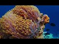 Natural Fish Tank (4K Video UHD) - Beautiful Underwater Relaxation Video & Peaceful Relaxing Music