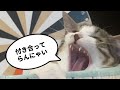 猫のニャッチとかくれんぼするけどずっと冷ややかな目で見られる動画 (ショート拡散希望)