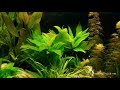 How Ph effects Plant Growth in Planted Aquariums