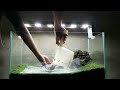 Tutorial How to Plant Carpet Seed The Easiest